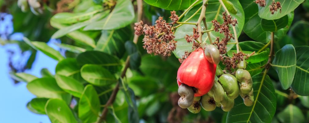 Organic Activated Cashews