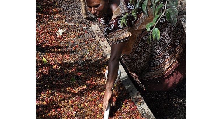 Guinea washed coffee beans