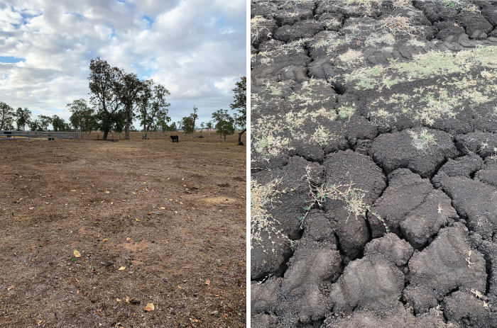 australian drought organic crops