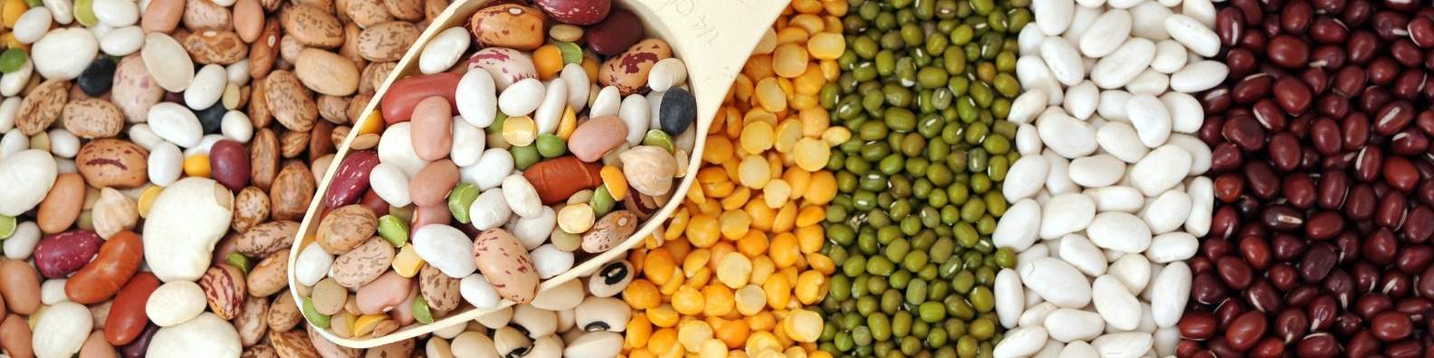 Beans 101: Australia's Sustainable, Nutritious, and Affordable Protein Source