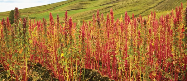 Organic Quinoa Growing