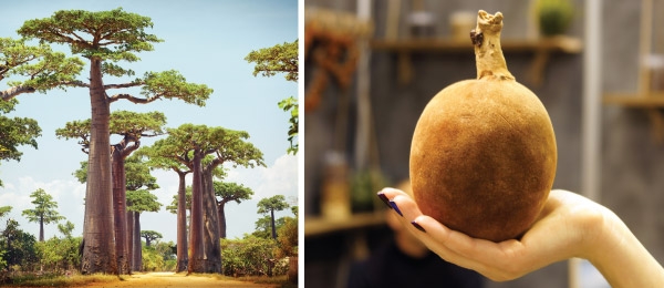 Baobab Tree and Nut