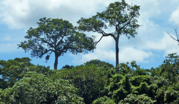 Towering tall Brazil nut trees