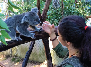 Save the Koala SimplyClean