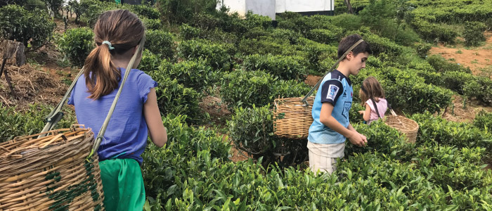 Ward family kids busy in the fields picking tea!