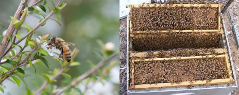 Bees making honey