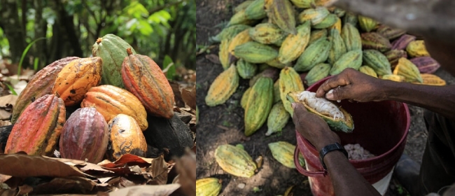 Organic Cacao Beans