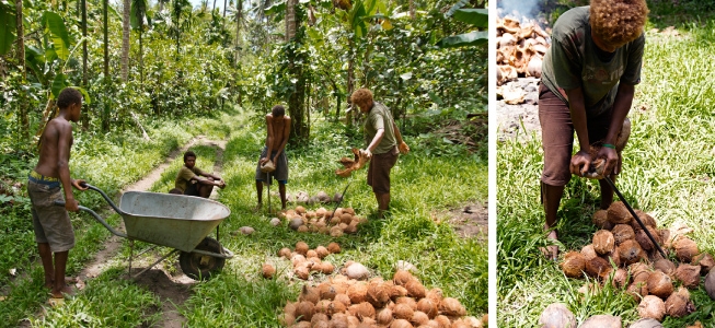 Niugini Organics Coconut Harvesting