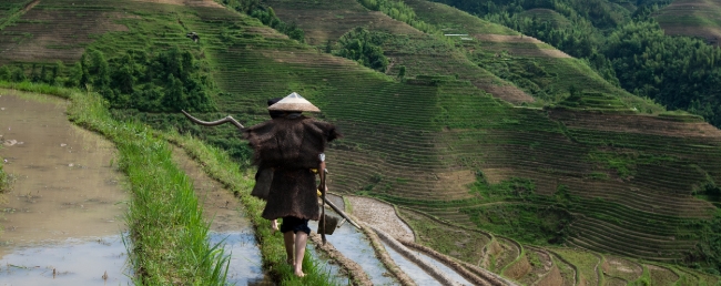 Organic Farming China