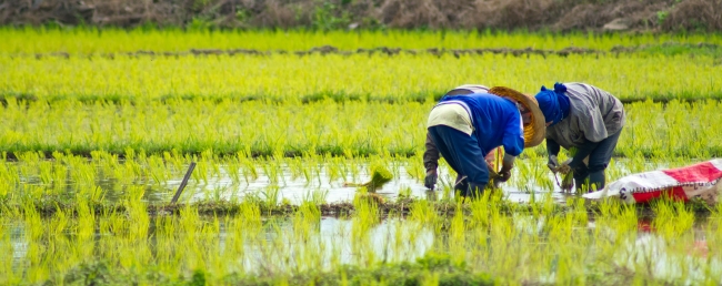 Organic China Farming