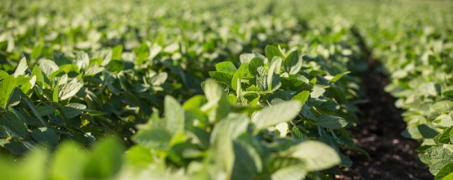 Organic China Farming