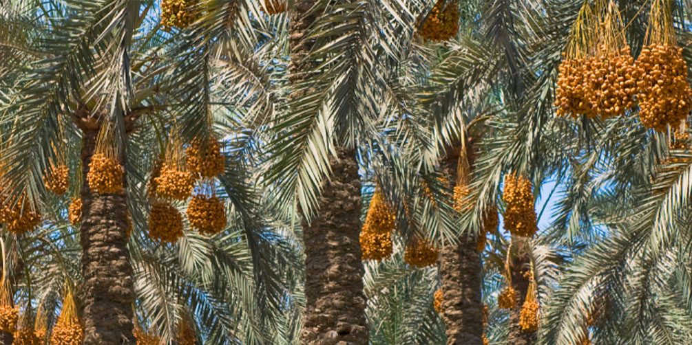 Medjool Date Palms