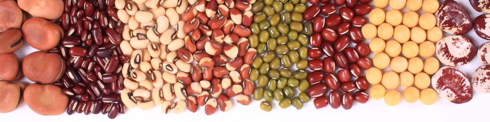Explore Different Types of Beans