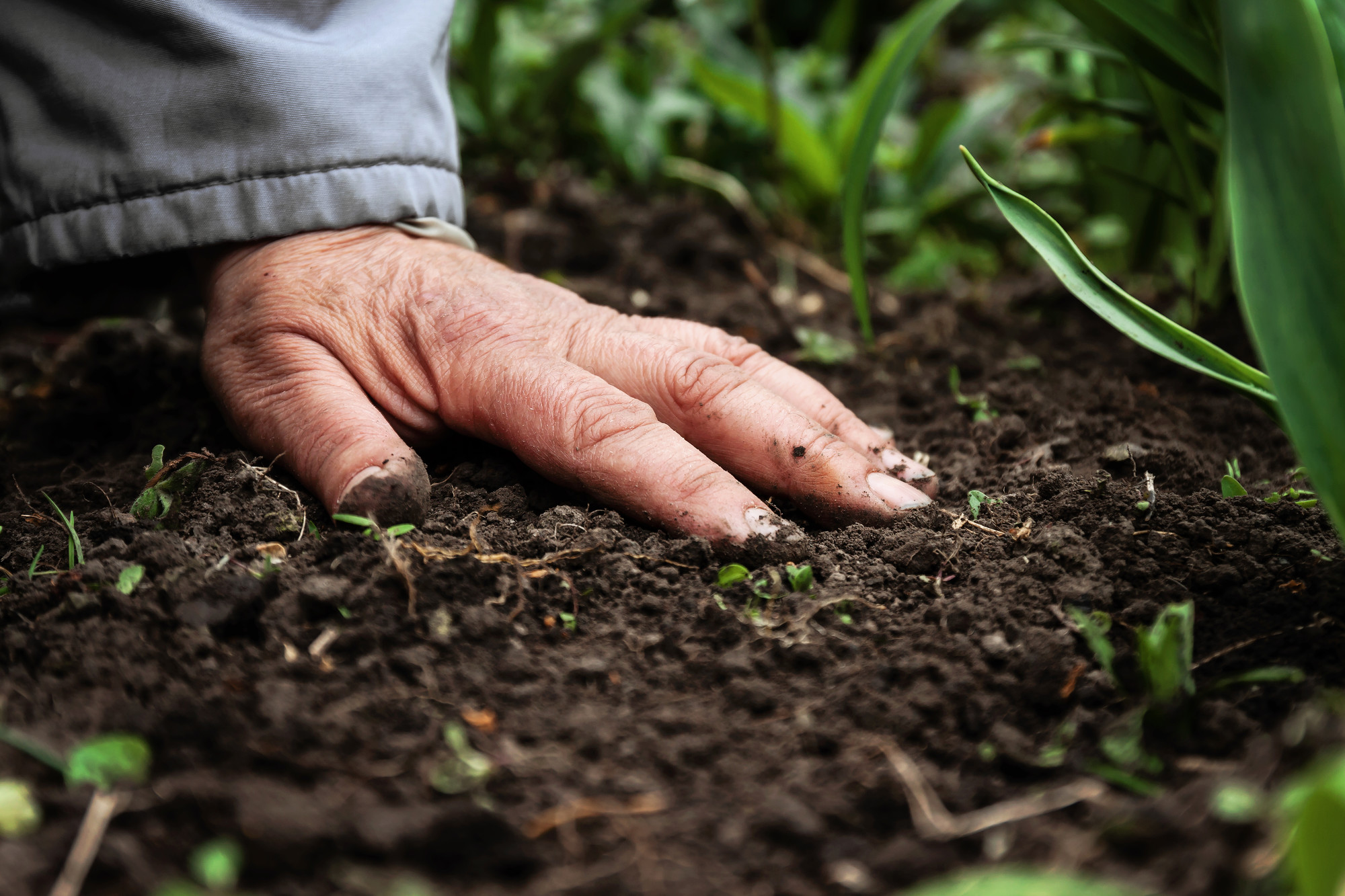 Healthy soil on a organic farm