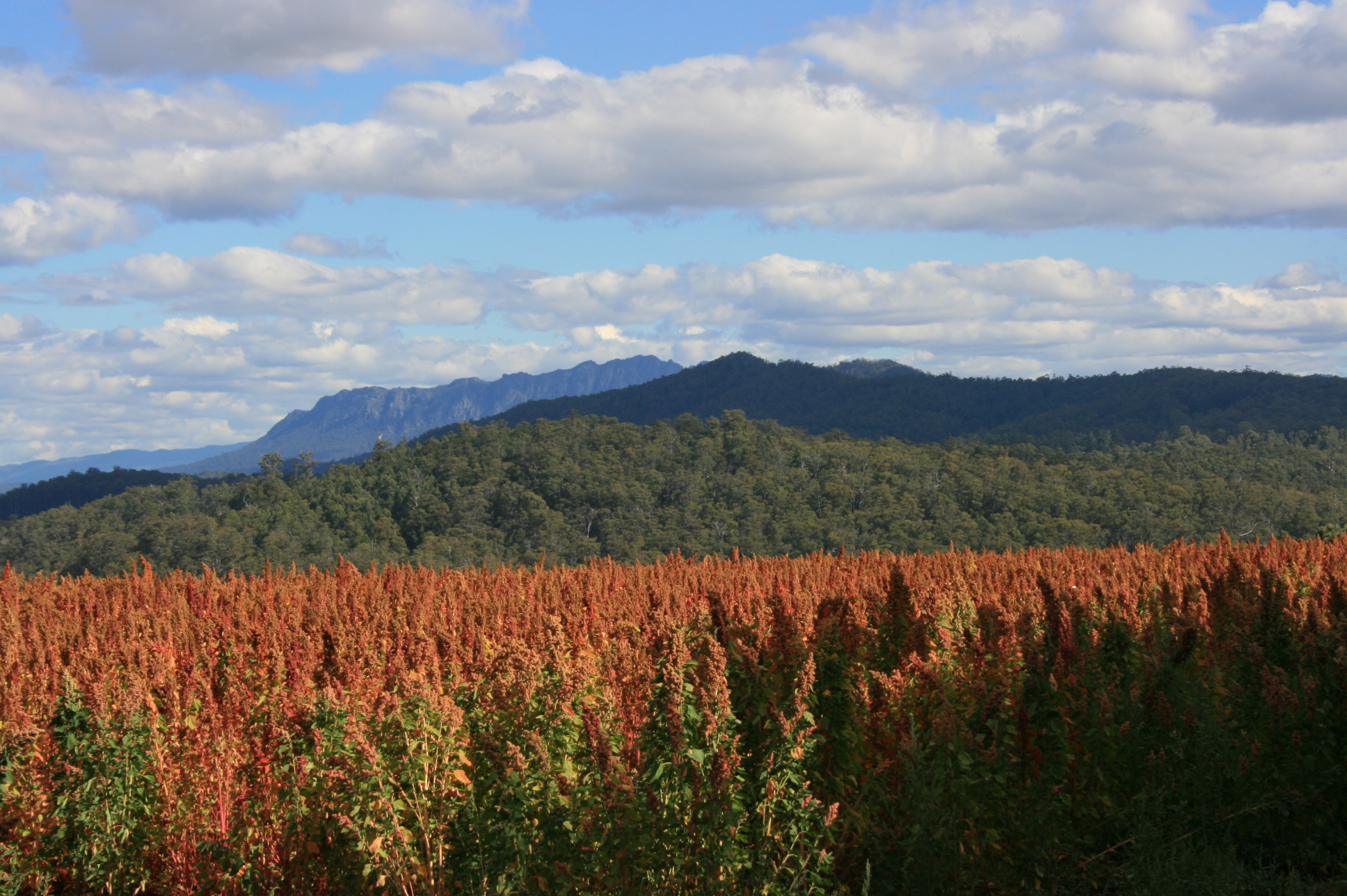 organic farming