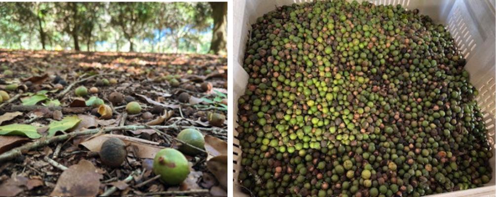 Shop Macadamia Nuts