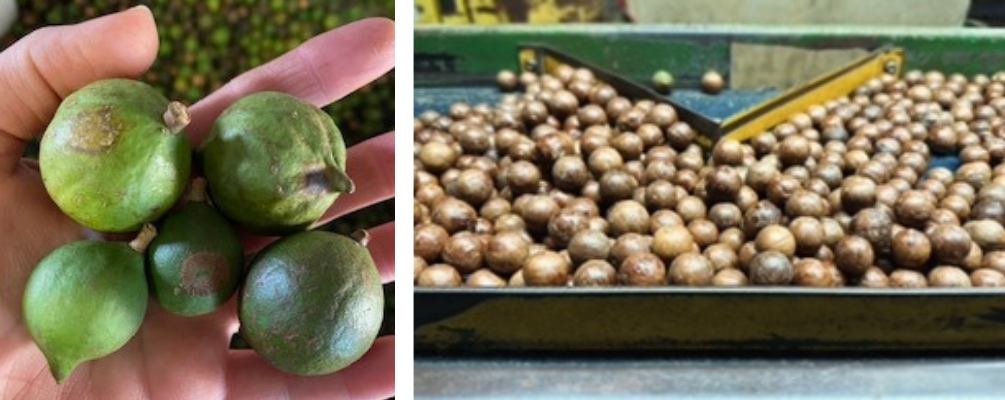 Shop Macadamia Nuts
