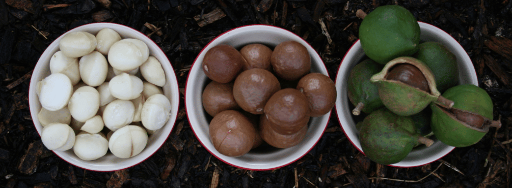 Macadamia Nuts - Australia 