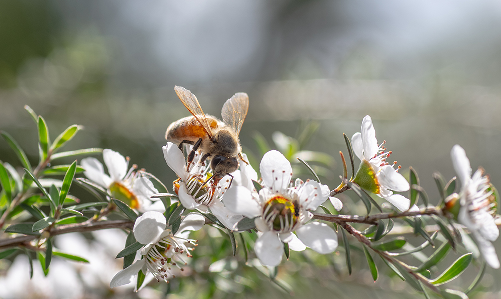 Ong hoa manuka