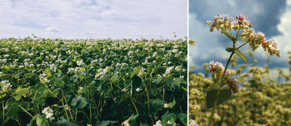 Buckwheat Growing in Field