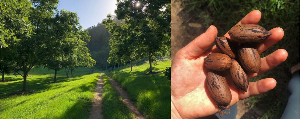 Organic Australian Pecans