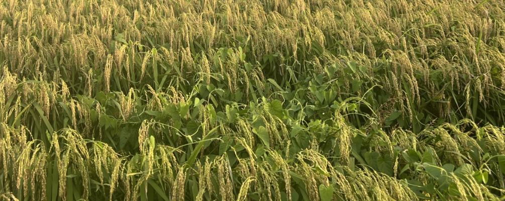 Biodynamic Rain-Fed Brown Rice