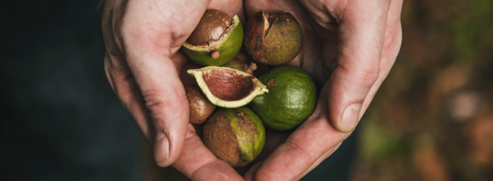 Australia Macadamia Nuts | Honest to Goodness
