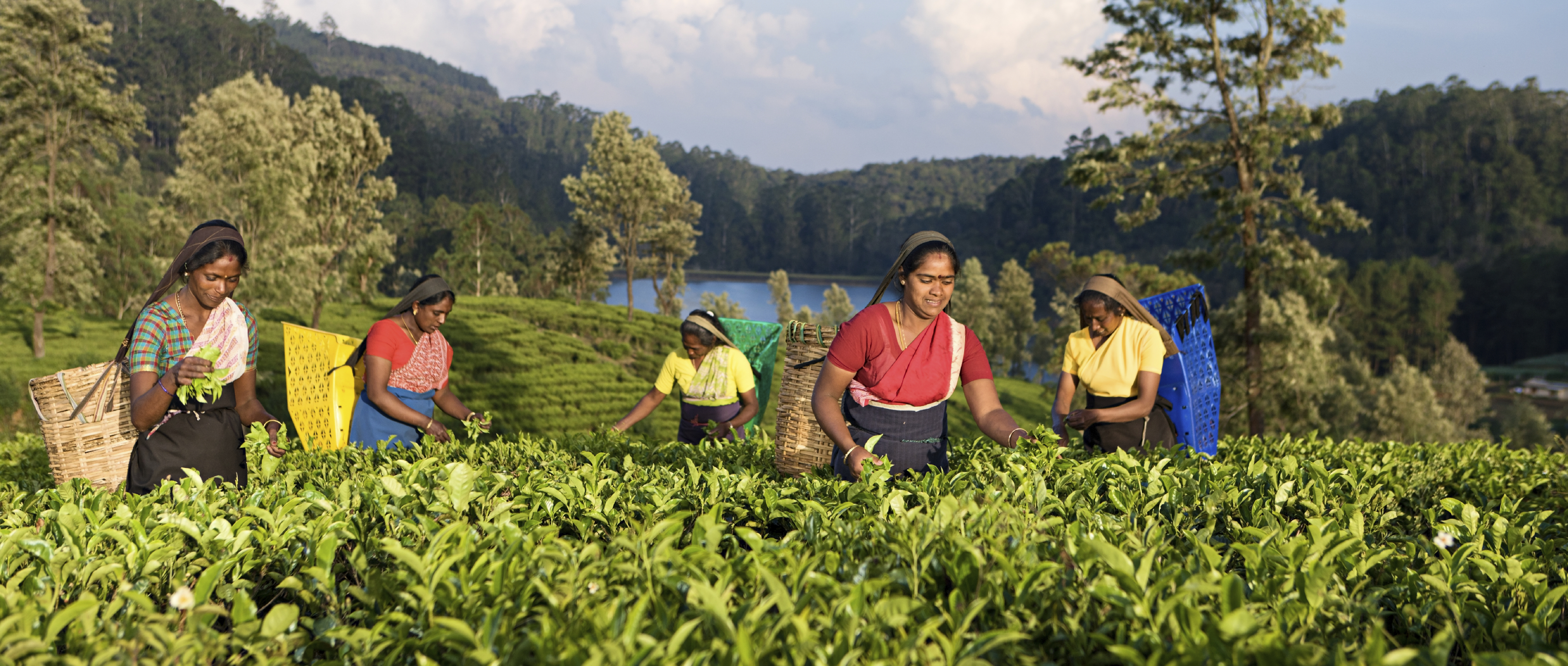 tea plantation