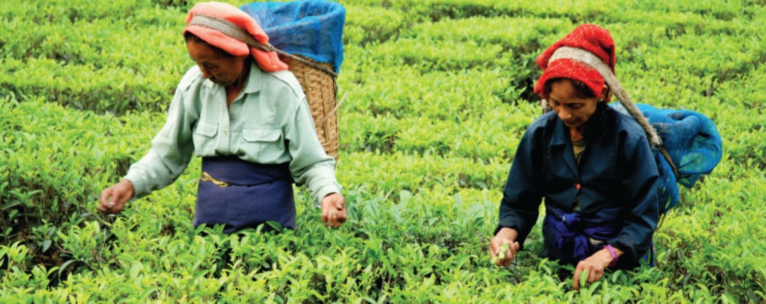 tea plantation